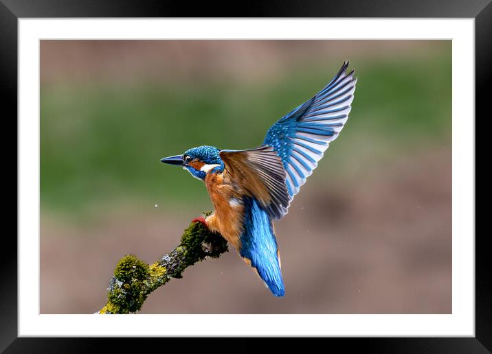 A Kingfisher landing on a Branch Framed Mounted Print by Will Ireland Photography