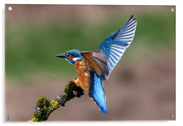 A Kingfisher landing on a Branch Acrylic by Will Ireland Photography