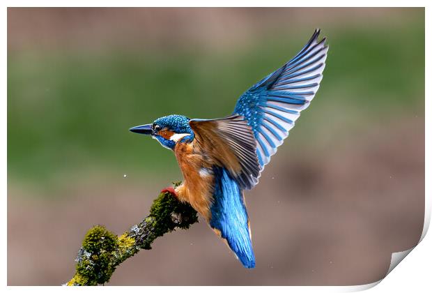 A Kingfisher landing on a Branch Print by Will Ireland Photography