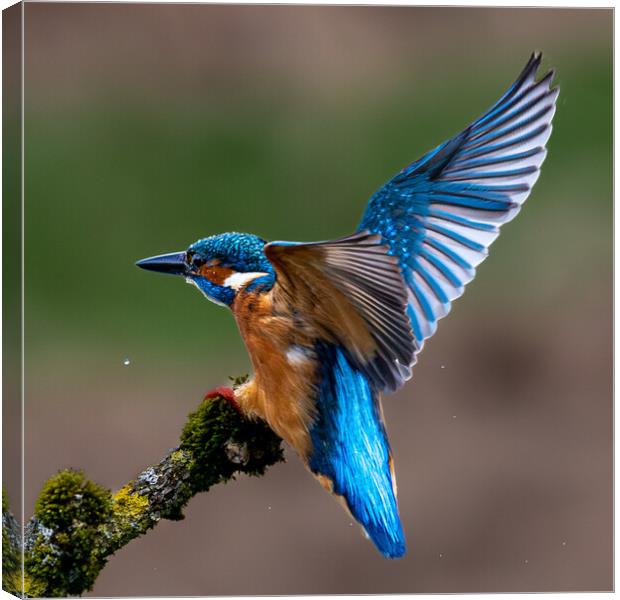 A Kingfisher landing on a Branch Canvas Print by Will Ireland Photography