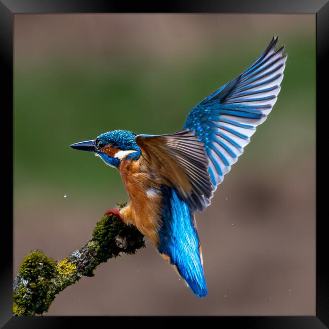 A Kingfisher landing on a Branch Framed Print by Will Ireland Photography