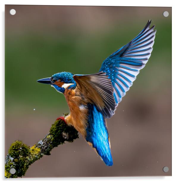 A Kingfisher landing on a Branch Acrylic by Will Ireland Photography