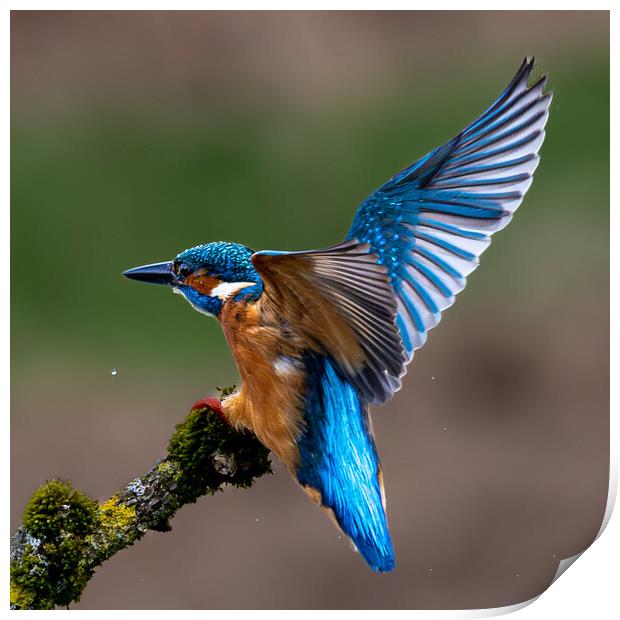 A Kingfisher landing on a Branch Print by Will Ireland Photography