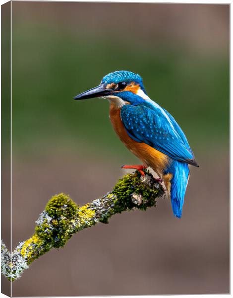 A Kingfisher sitting on a branch Canvas Print by Will Ireland Photography
