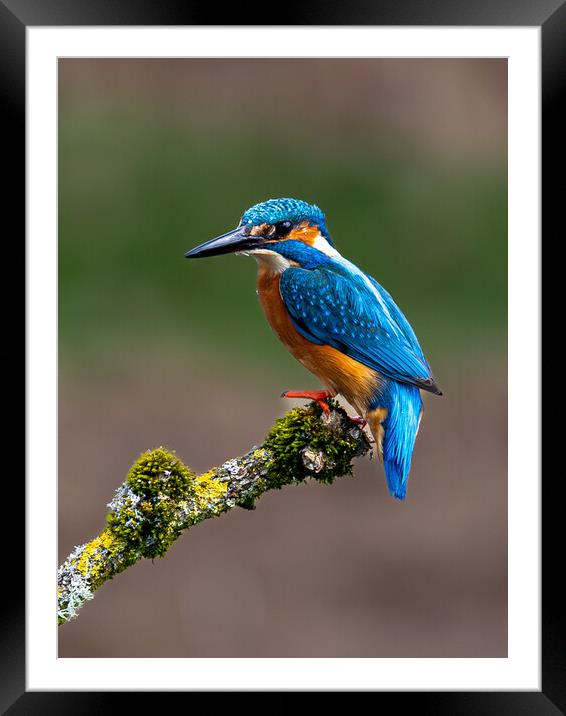 A Kingfisher sitting on a branch Framed Mounted Print by Will Ireland Photography