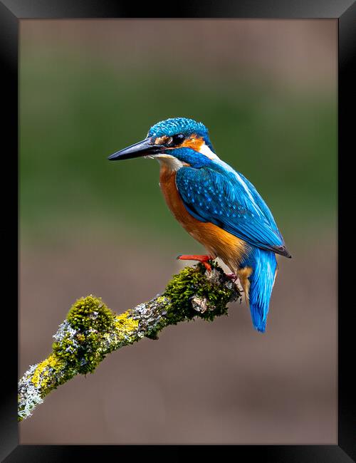 A Kingfisher sitting on a branch Framed Print by Will Ireland Photography