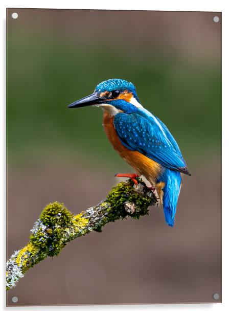 A Kingfisher sitting on a branch Acrylic by Will Ireland Photography