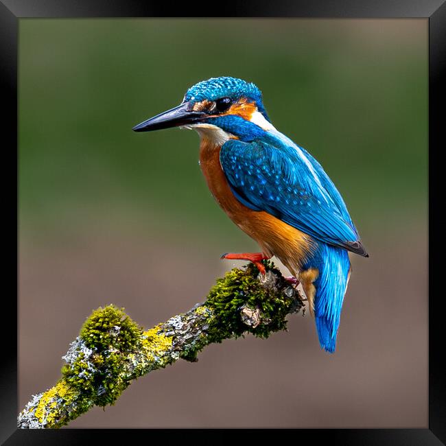 A Kingfisher sitting on a branch Framed Print by Will Ireland Photography