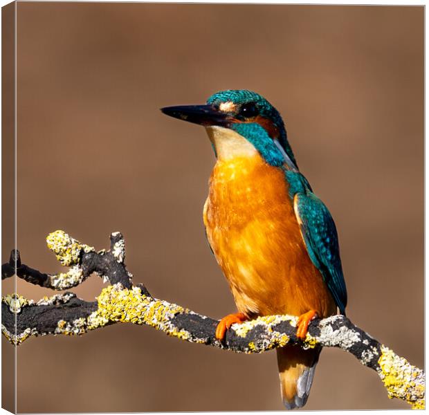 Majestic Kingfisher A Colourful Beauty Canvas Print by Will Ireland Photography