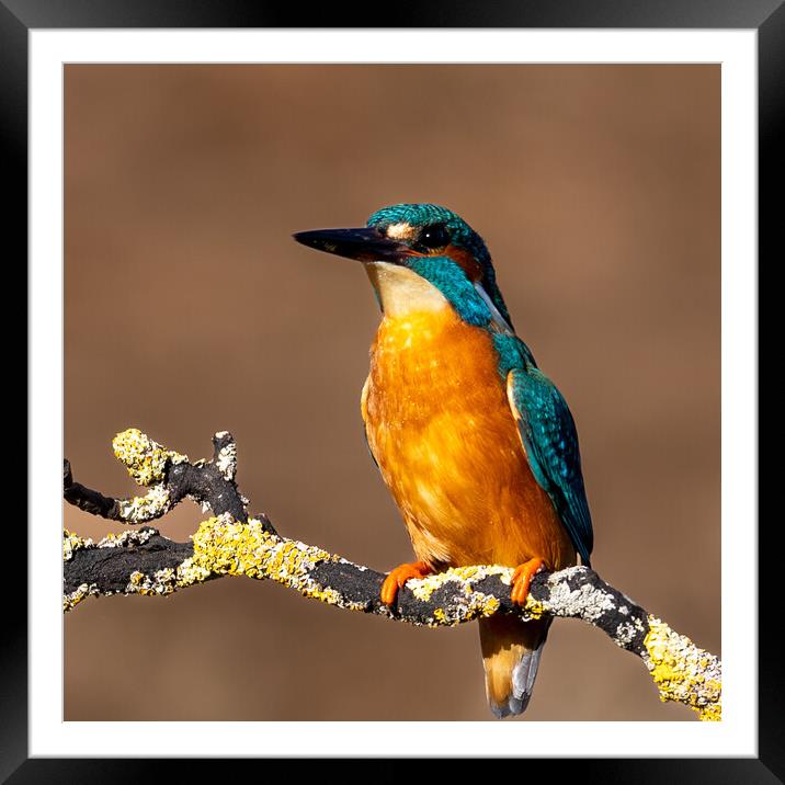 Majestic Kingfisher A Colourful Beauty Framed Mounted Print by Will Ireland Photography