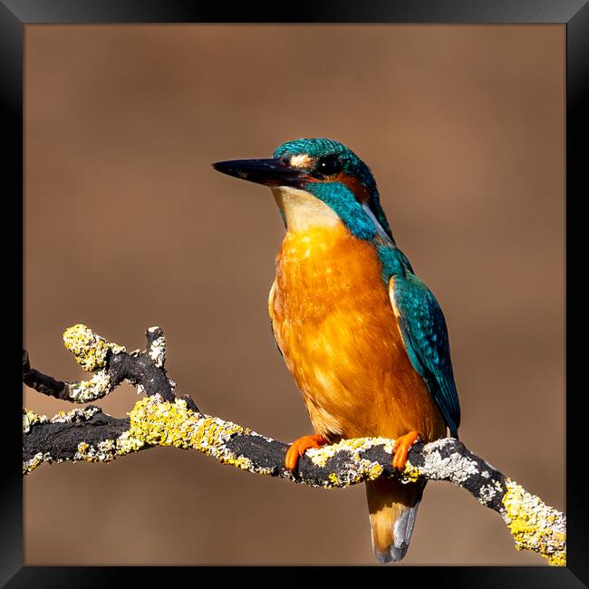 Majestic Kingfisher A Colourful Beauty Framed Print by Will Ireland Photography