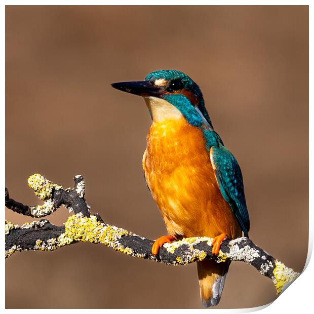Majestic Kingfisher A Colourful Beauty Print by Will Ireland Photography