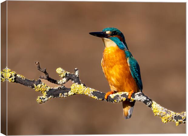 A Kingfisher sitting on a Branch  Canvas Print by Will Ireland Photography