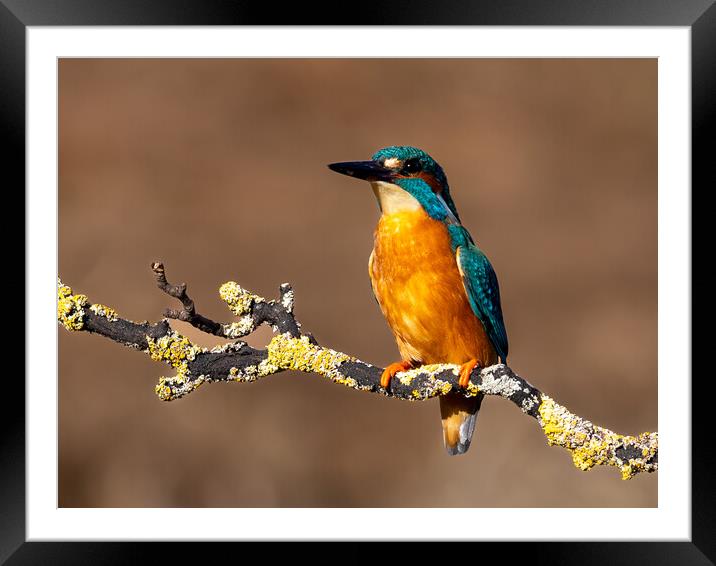 A Kingfisher sitting on a Branch  Framed Mounted Print by Will Ireland Photography