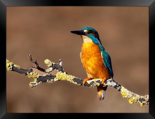 A Kingfisher sitting on a Branch  Framed Print by Will Ireland Photography