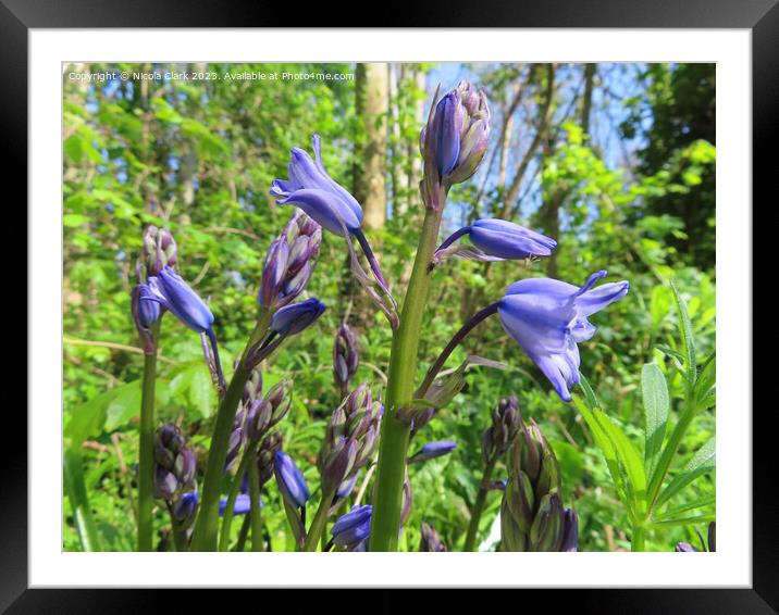 Enchanting Bluebell Forest Framed Mounted Print by Nicola Clark