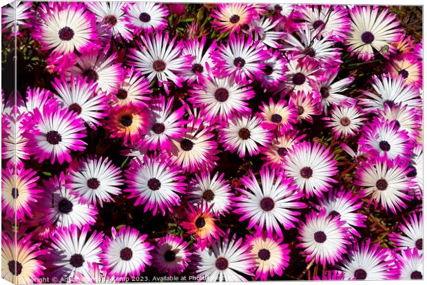 Glistening pink Canvas Print by Adrian Turnbull-Kemp