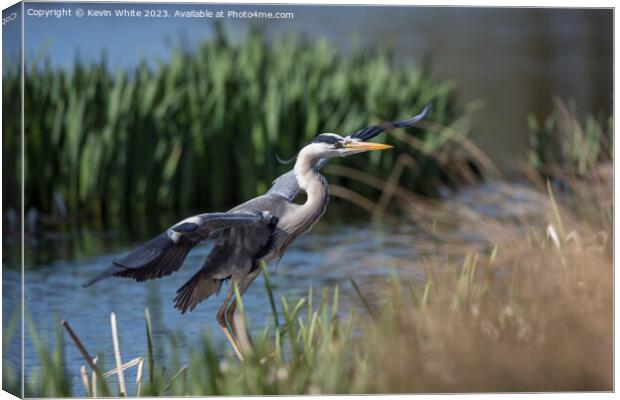 Grey heron about to land Canvas Print by Kevin White
