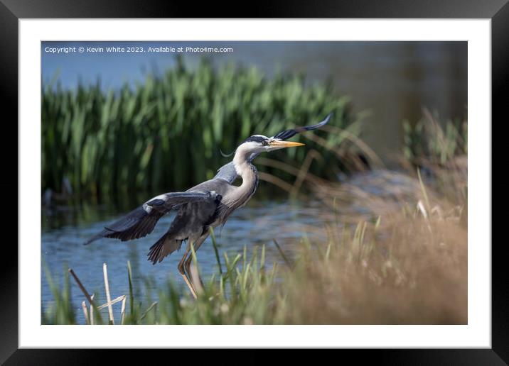 Grey heron about to land Framed Mounted Print by Kevin White