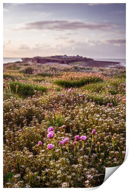 Hilbre Thrift Fields Print by Liam Neon