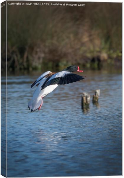 Common shelduck Canvas Print by Kevin White