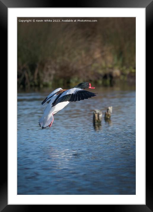 Common shelduck Framed Mounted Print by Kevin White