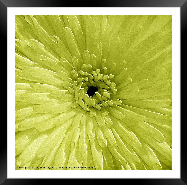 Lime Chrysanthemum Framed Mounted Print by paulette hurley