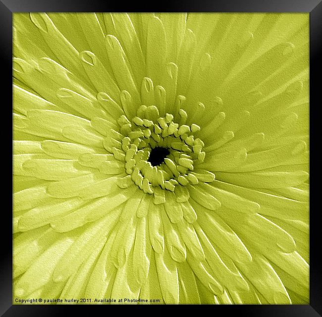 Lime Chrysanthemum Framed Print by paulette hurley