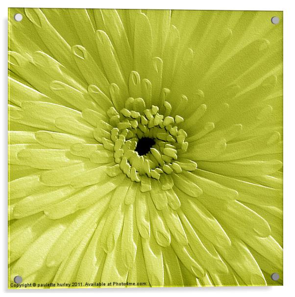 Lime Chrysanthemum Acrylic by paulette hurley