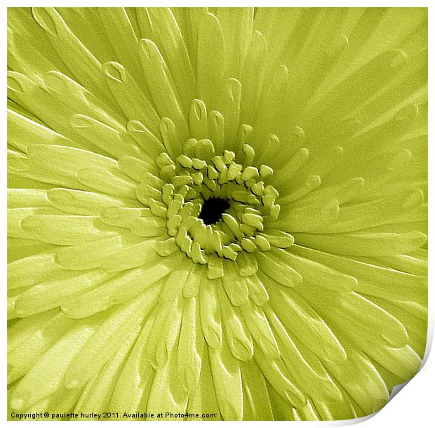 Lime Chrysanthemum Print by paulette hurley