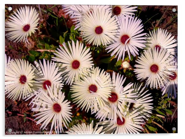 Livingstone daisies Acrylic by Adrian Turnbull-Kemp