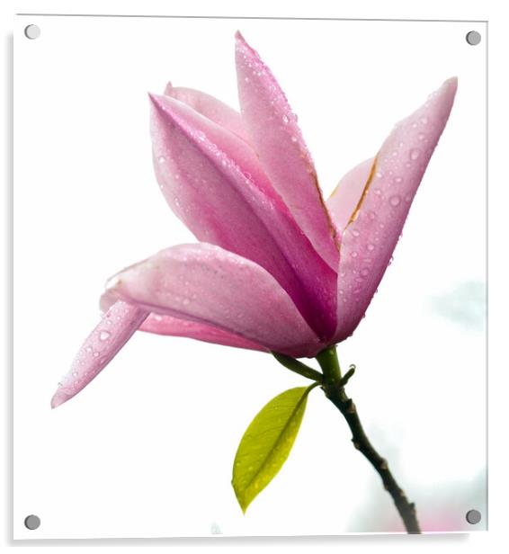  Magnolia flower Acrylic by Simon Johnson