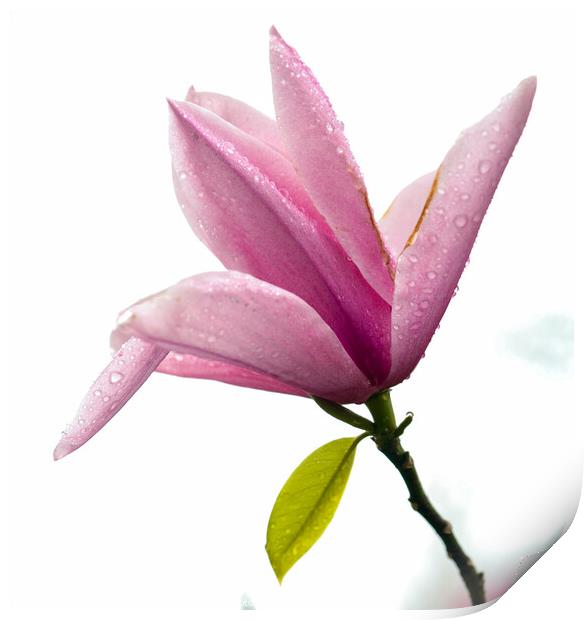  Magnolia flower Print by Simon Johnson