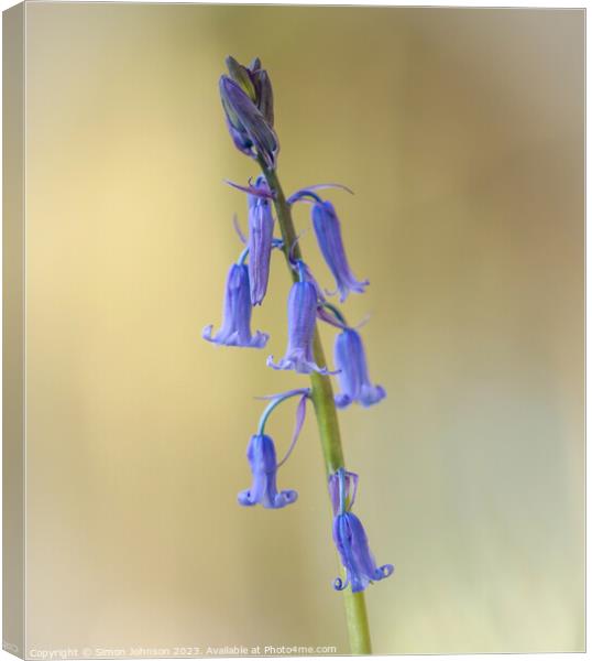  bluebell flower Canvas Print by Simon Johnson