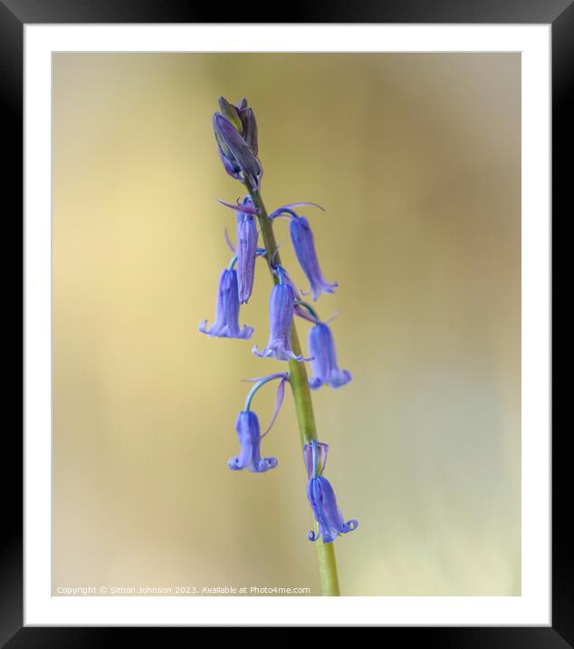  bluebell flower Framed Mounted Print by Simon Johnson
