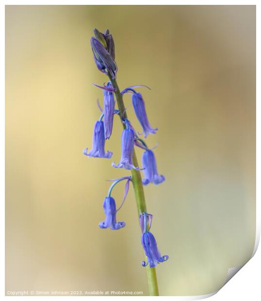  bluebell flower Print by Simon Johnson