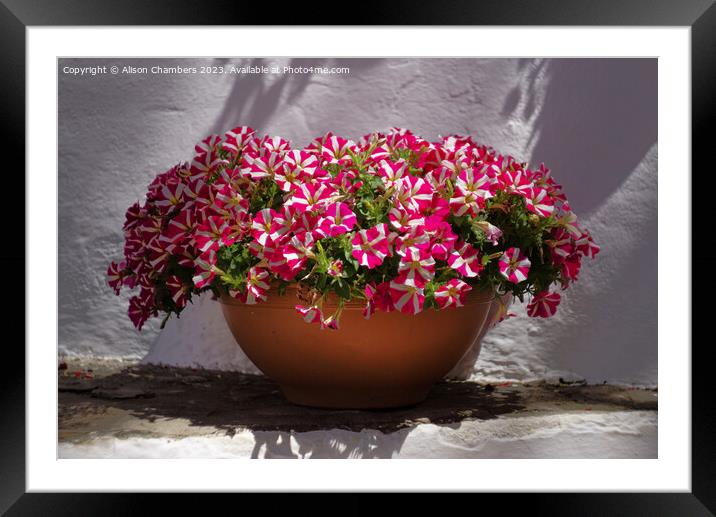 Pretty Petunias  Framed Mounted Print by Alison Chambers