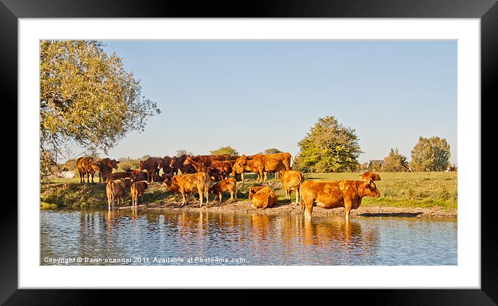 Herd of Bulls in River Thames Framed Mounted Print by Dawn O'Connor