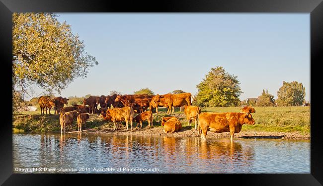 Herd of Bulls in River Thames Framed Print by Dawn O'Connor