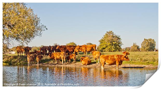 Herd of Bulls in River Thames Print by Dawn O'Connor