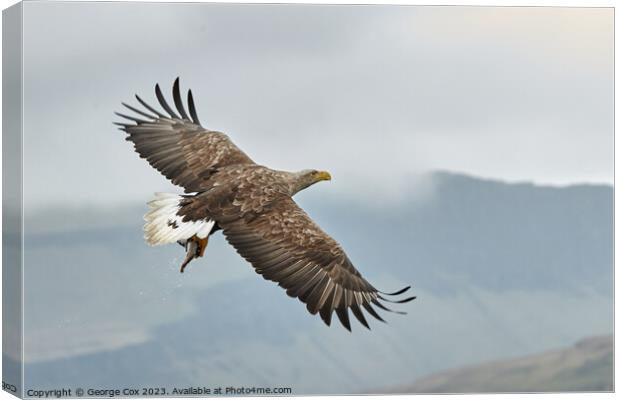 Sea Eagle with Fish over Mull Canvas Print by George Cox