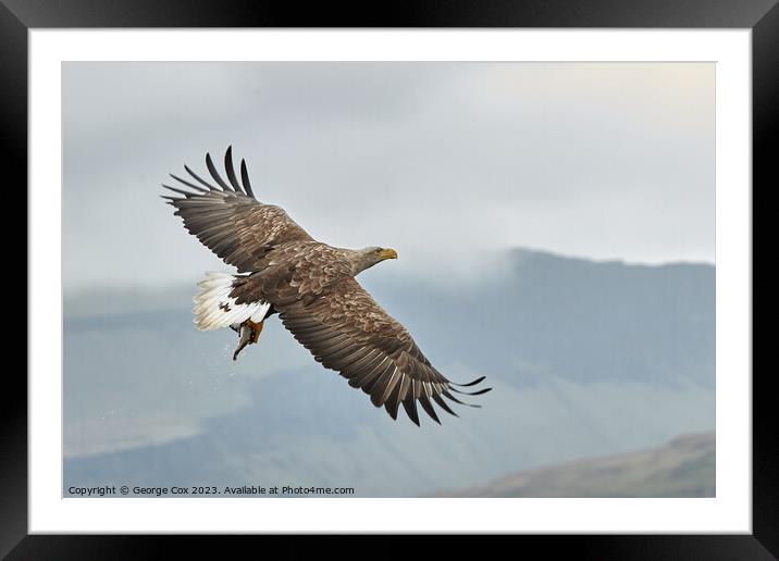 Sea Eagle with Fish over Mull Framed Mounted Print by George Cox