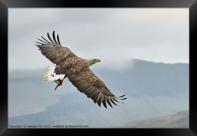 Sea Eagle with Fish over Mull Framed Print by George Cox