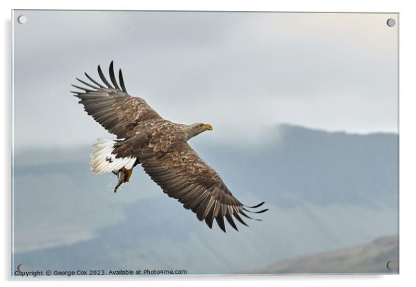 Sea Eagle with Fish over Mull Acrylic by George Cox