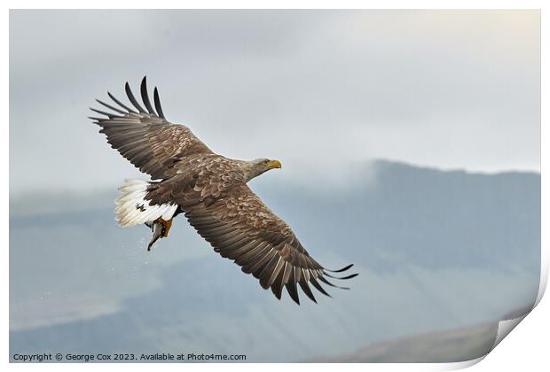 Sea Eagle with Fish over Mull Print by George Cox