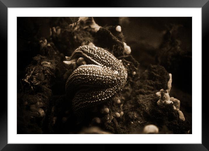 starfish eating a mussel in sepia Framed Mounted Print by youri Mahieu
