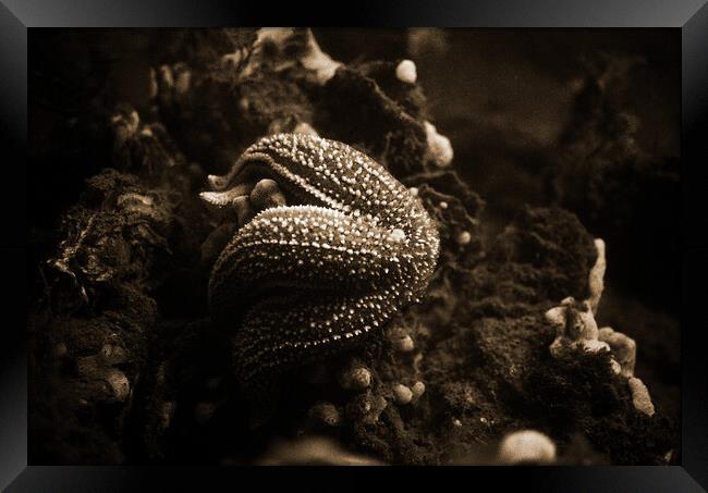 starfish eating a mussel in sepia Framed Print by youri Mahieu