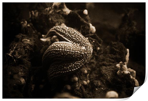 starfish eating a mussel in sepia Print by youri Mahieu