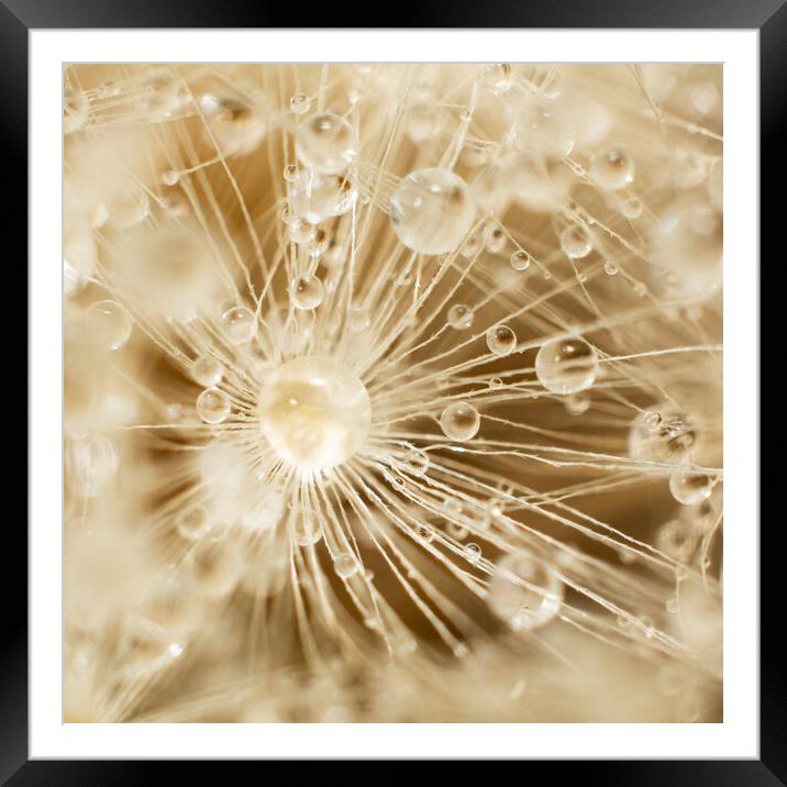 Dandelion Water Drops Framed Mounted Print by Kelly Bailey
