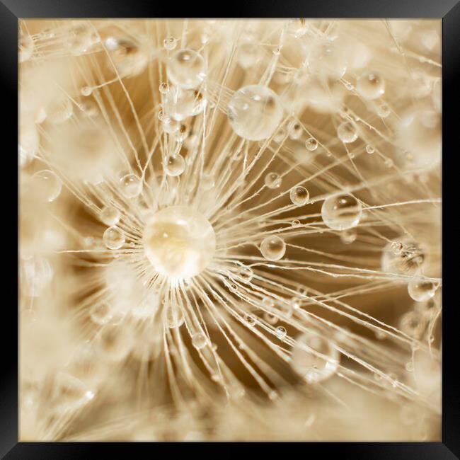 Dandelion Water Drops Framed Print by Kelly Bailey